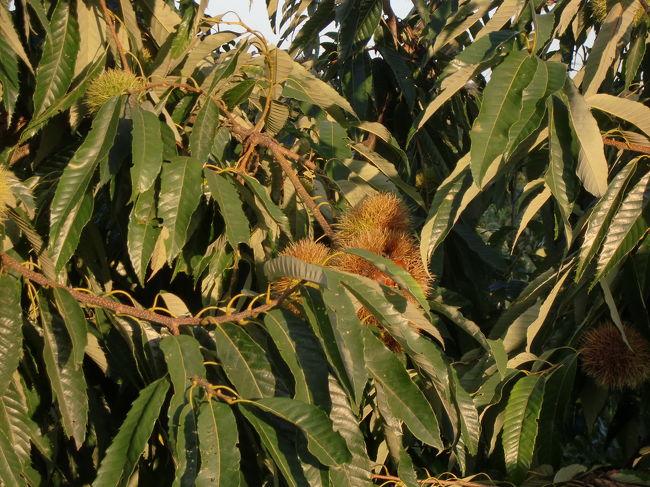 栗がなっていました。