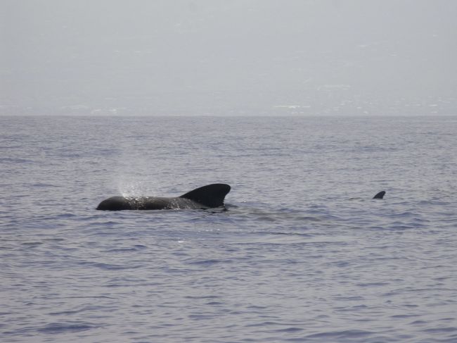 イルカの群れと遭遇。<br />この辺りにはたくさんイルカがいます。