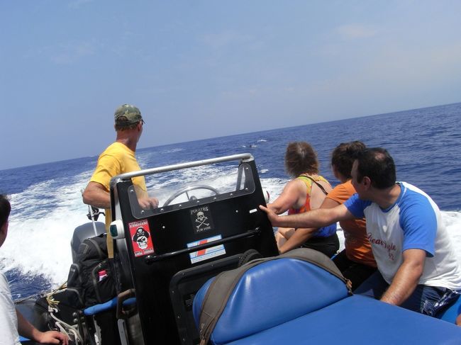 イルカがボートと併走してくれます。<br />