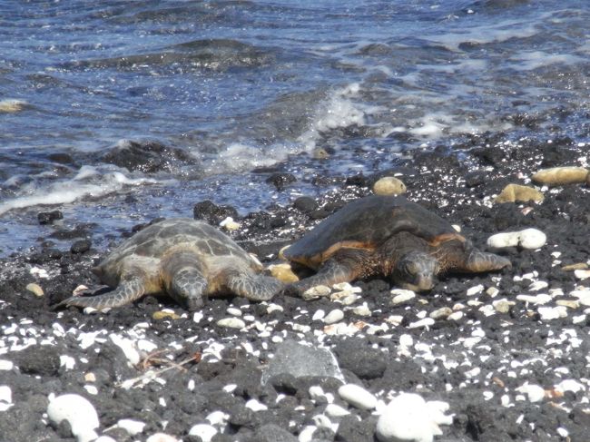 毎日ホテル前のビーチには<br />海亀さんが日光浴しています。<br />海の中でも亀さんに会えますよ☆