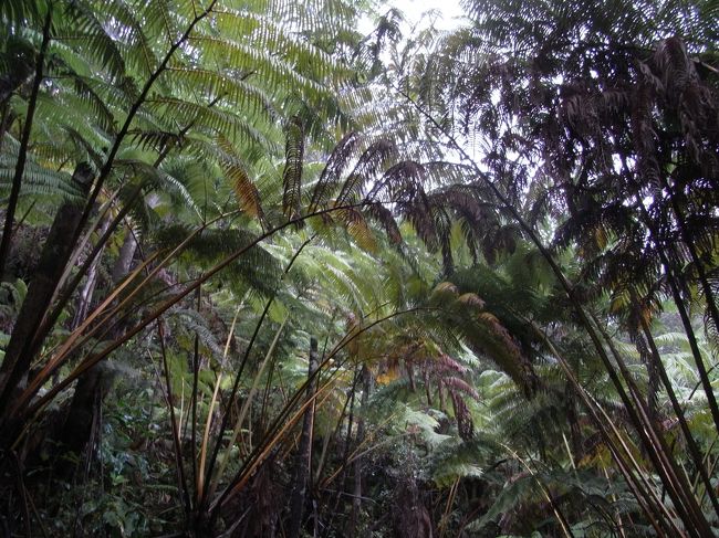その後、Lava Tubeを見に行きました。<br />この辺りは雨が多いせいかすっかり熱帯雨林の様子です。