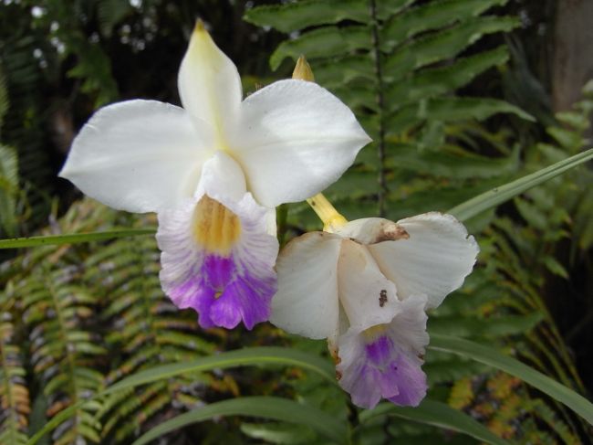 途中、野生のランの花がたくさん咲いていました。