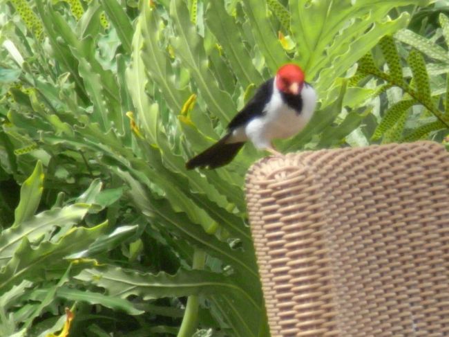 5日目です。<br />朝ご飯は、おこぼれを狙う小鳥たちに囲まれます。<br />