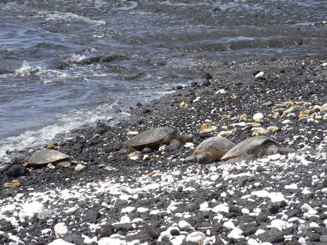 この日は一日ホテルのビーチでのんびり。<br />屋根付のビーチチェアで本を読んだり、<br />お昼寝したり、気が向いたら海で泳いだり。<br /><br />この日はたくさんの亀が日光浴していました。<br />しかし、海に入ると必ず2,3匹の亀さんと遭遇。<br />亀さんと泳ぐと、亀さんと目が合ったりして<br />楽しいです。