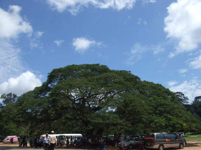 ♪この〜木何の木〜ってカンジっすね。