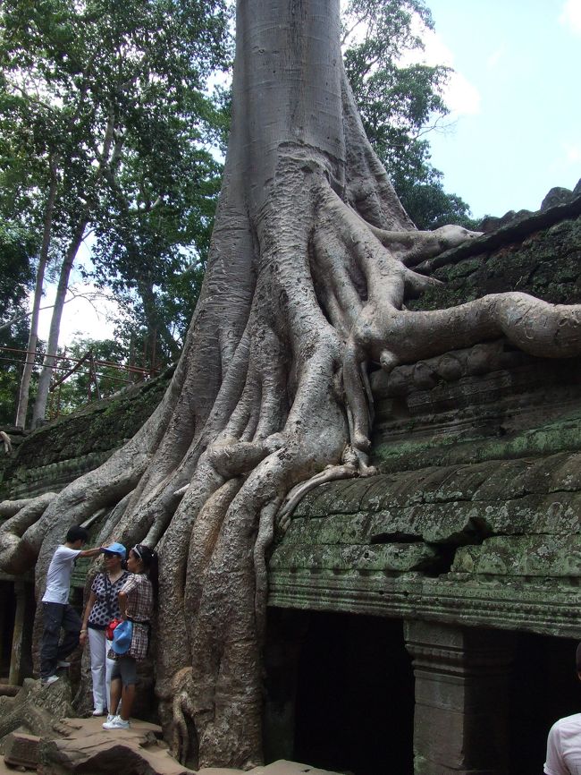 タ･プローム来た来た〜☆ガジュマルの木の根が至る所に侵食しています。<br />やっぱり自然ってすごいですね。