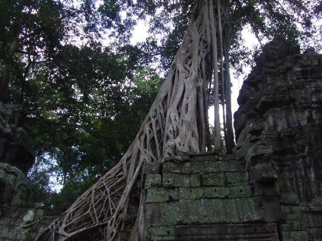 これ、枯れて死んだ木に、別の木が絡みついてるらしいっす！<br />脅威っす！！