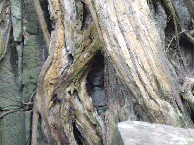 よ〜く見ると顔が！おお、ちょっとホラー（−〜−；）