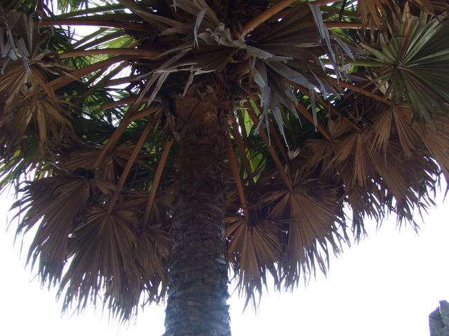 国の木。サトウヤシの木だそうっす。<br />至る所に生えてます。<br />この葉っぱはいろんな物に使われてるそうっす。<br />家の壁とか屋根とか。。。