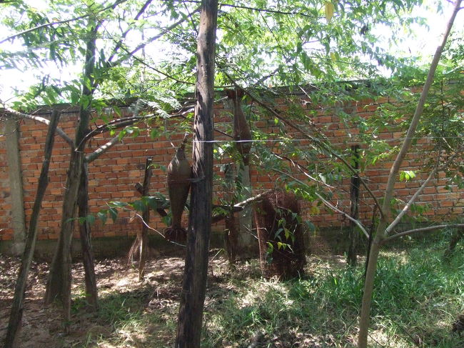 こんなカンジ。<br />１人がトラップにかかってしまうと周囲のみんなが被害にあうようになってました。