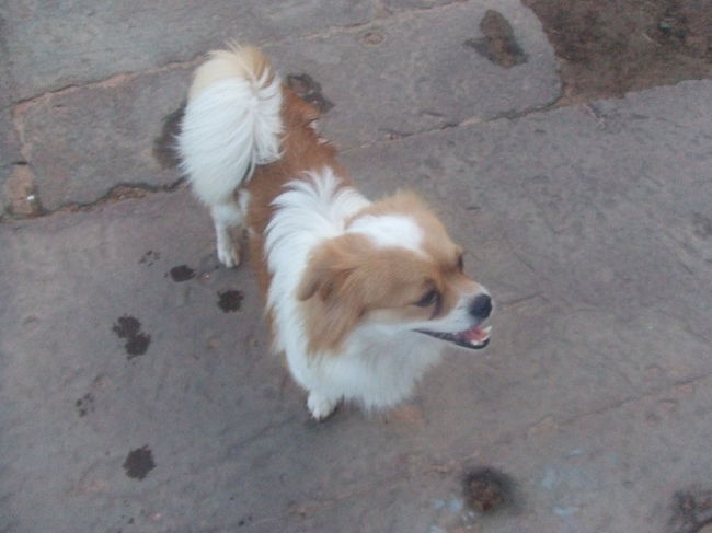 ワンちゃんもサンライズ見に来てました（笑）