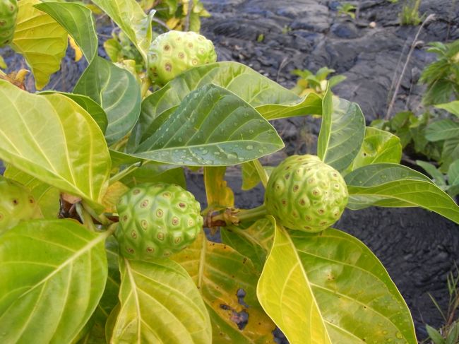 溶岩の間からノニの木が生えています。<br />