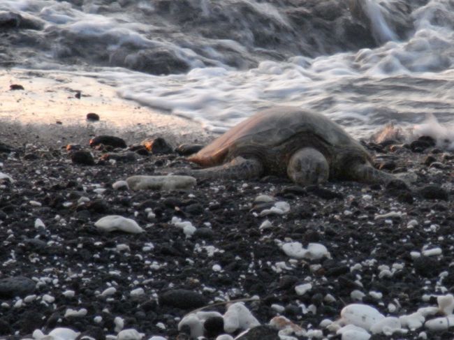 ホテルに戻って、ビーチを散策していると、<br />この日もやっぱり甲羅干し中の海亀さんがいました。