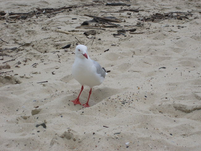 鳥もなんだかオシャレ