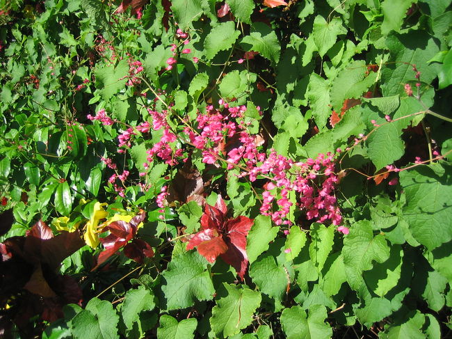 日本にもありそうだけど何か違うな。