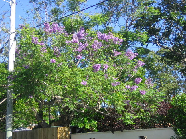 家の庭は緑豊かで気持ちがいい！
