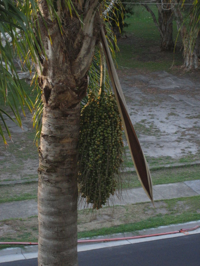 何だろう？この実は？