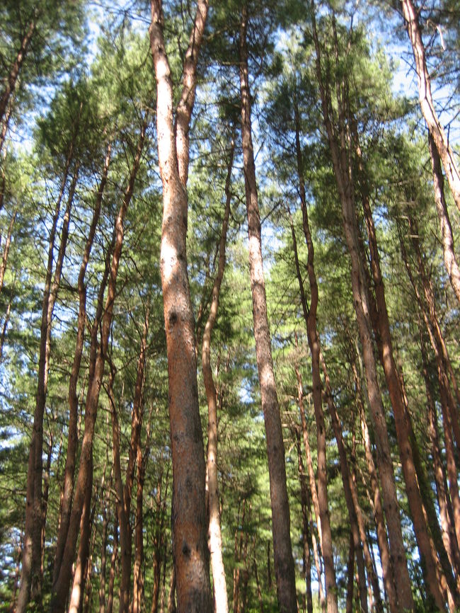 駐車場からアウトレットまで5分ほと林の中を歩きます。上高地を思い出す風景。