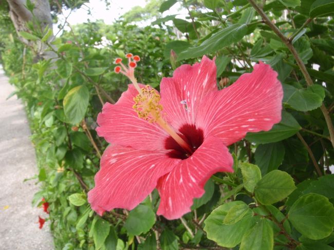 駐車場から正面入口までの道沿いには大きなハイビスカスがありました。