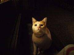 晩御飯を食べていたら外で物音が。
何かと思ったら猫がいました。

聞けば、近くにある智恩寺の猫さんだそうです。
すごく人懐っこくてかわいい。