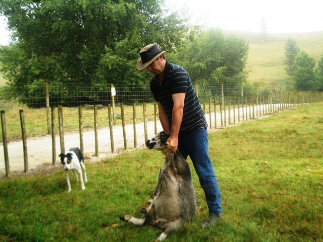 地元の牧場で乳搾り、チーズ造り、牧羊犬のデモンストレーション、乗馬体験などを楽しむ