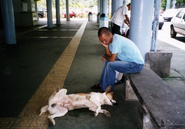 気を許しすぎな犬