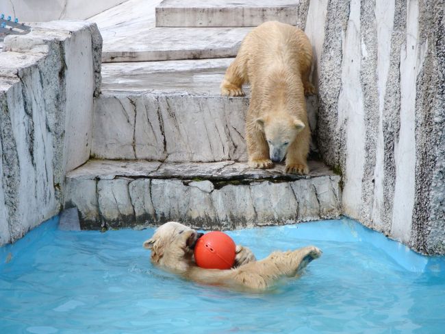 双子の白クマと銀河庭園 北海道 2 琴似 発寒中央 北海道 の旅行記 ブログ By Waterlilyさん フォートラベル