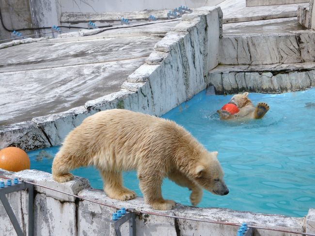 双子の白クマと銀河庭園 北海道 2 琴似 発寒中央 北海道 の旅行記 ブログ By Waterlilyさん フォートラベル