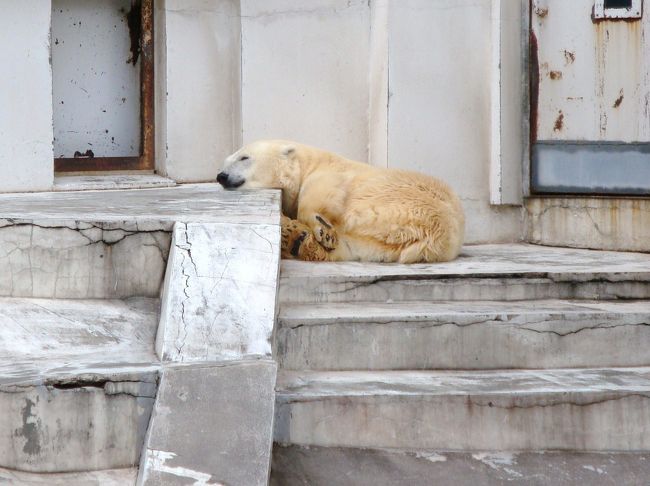 双子の白クマと銀河庭園 北海道 2 琴似 発寒中央 北海道 の旅行記 ブログ By Waterlilyさん フォートラベル