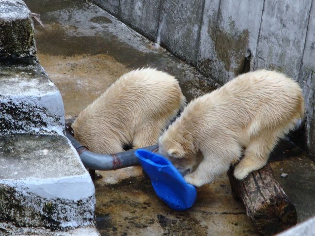 双子の白クマと銀河庭園 北海道 2 琴似 発寒中央 北海道 の旅行記 ブログ By Waterlilyさん フォートラベル