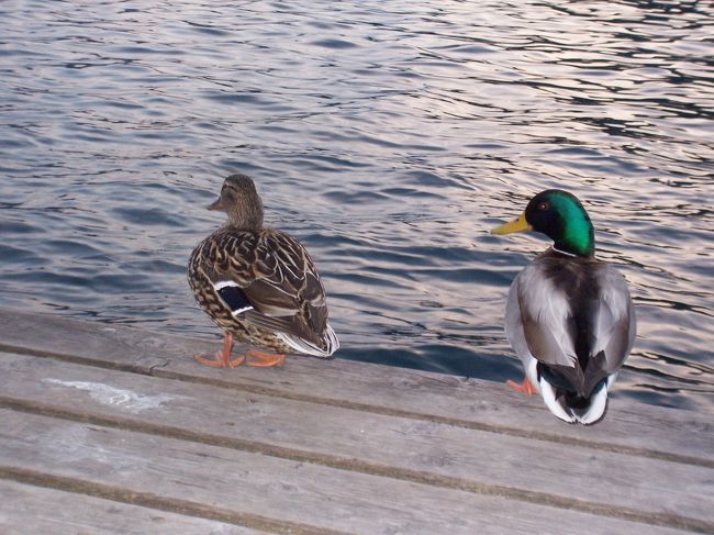 夕食後もちょっとだけ散策。<br /><br />この２羽のカモはシンクロのペアのような動きで楽しませてくれました。<br /><br />飛び込むタイミングも泳ぎ方も体も向きも息がバッチリ！<br /><br />