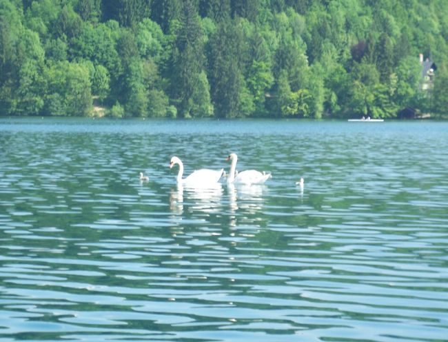 白鳥も泳いでました。