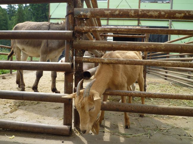 赤ちゃんの娘は、初めて見る動物たちに果敢にも攻めていきますが怖くて旦那さまにくっついていました。