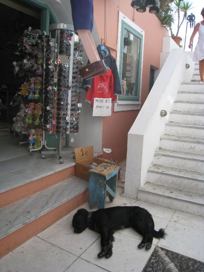 道端、店内には犬がよく寝ていました。