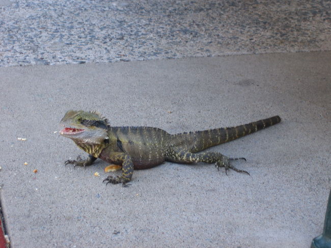 園内で見つけたトカゲ<br />シッポがなくなってるゾ！