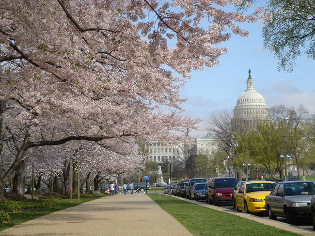 ワシントンDCの旅 2004年 ポトマック河畔の満開の桜と