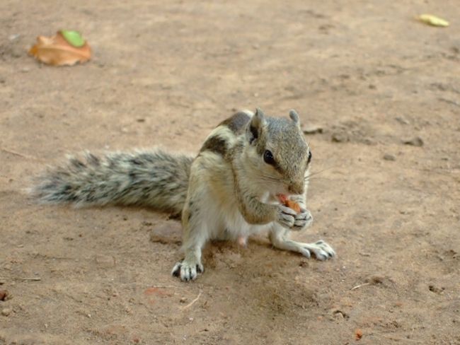 ここにもリスがたくさんいました。