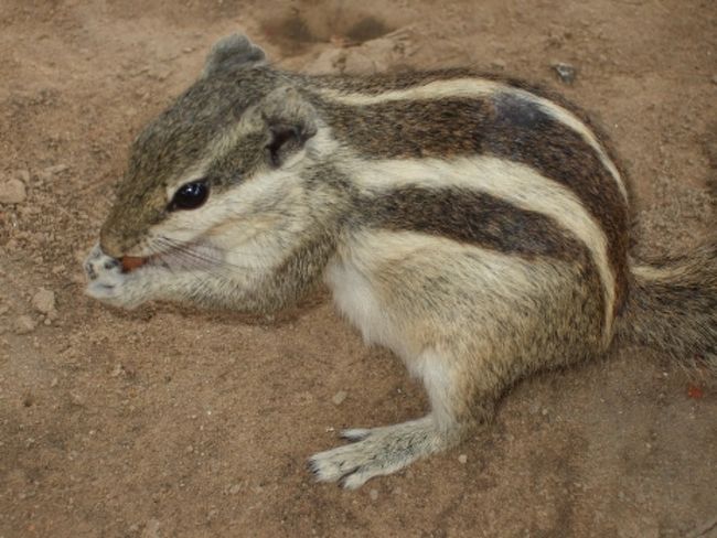 持っていたビスケットをあげたら寄ってきました。