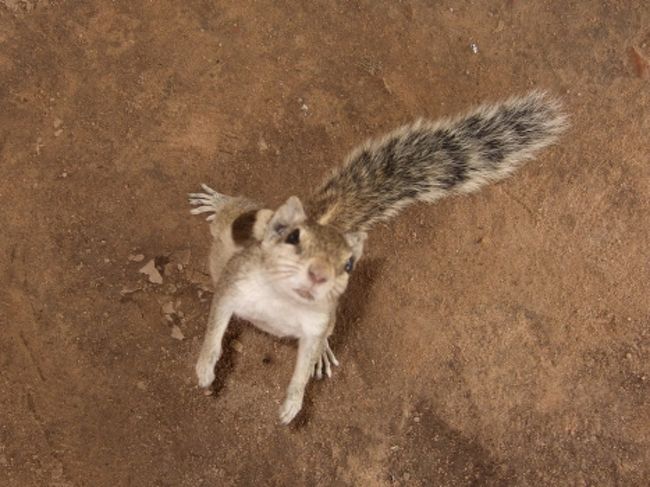 だんだん警戒心も消えてきたので、エサで釣って写真撮ったり足に乗せたりして遊んでました。