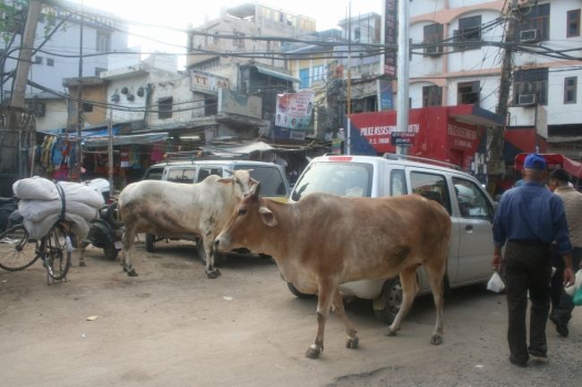 野良牛はあちこちで見かけます。<br /><br />マイペースです。<br /><br />糞もあちこちに落ちています（要注意！）