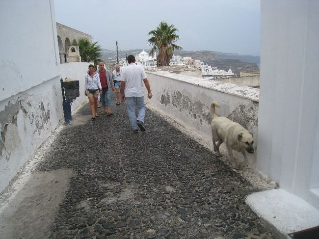 二人ともびしょ濡れなのでとりあえずホテルへ帰ることに。<br /><br /><br />さて、サントリーニにはいたるところに犬がいます。<br /><br />どの犬も本当におとなしく、道端で寝ているか道路脇を遠慮勝ちに（笑）歩いてます。