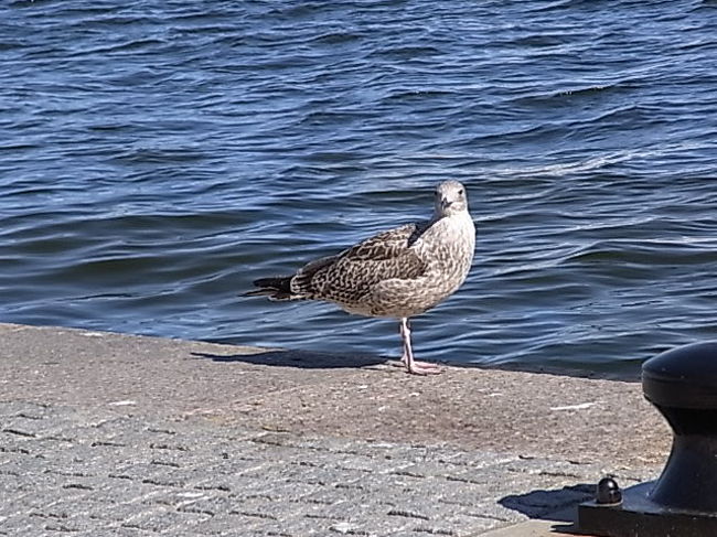 日中ガムラ・スタンは観光客であふれているので、スウェーデンクローネも余っていたことだし、船でガムラ･スタン周辺を観光する事にしました。<br /><br />１周約１時間で80SEK