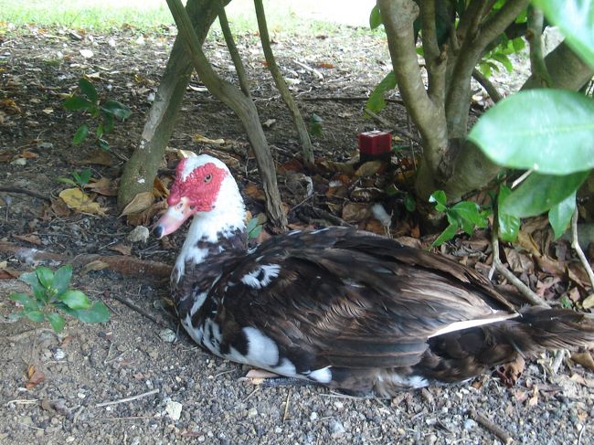 池の脇で涼んでいる子を発見。<br />今日は暑いもんね〜。<br />･･･で君は何て名前なんだい？？