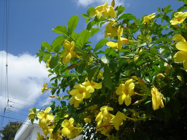 沖縄の空によく似合うオオバナアリアケカズラ。