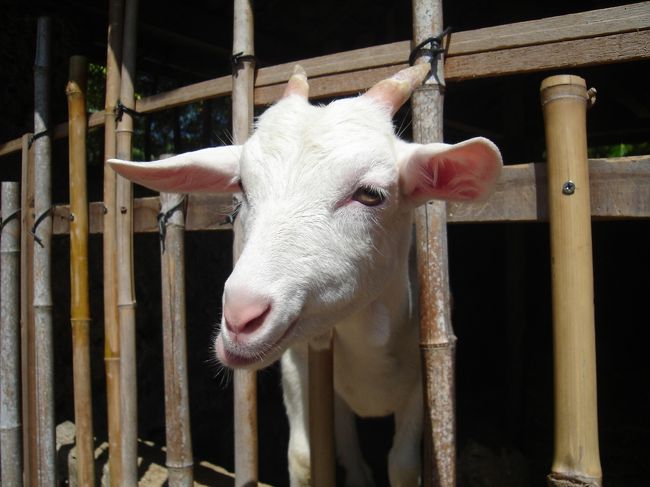 旧・玉那覇家にはヤギがいます。<br />かなり食欲旺盛で、葉っぱをあげたらスゴイ勢いで食べてました。