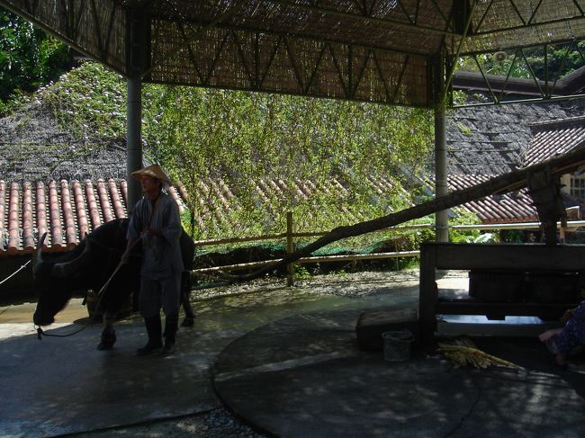 水牛の力でサトウキビを絞り出しています。<br />絞り出した汁を炊いて、黒砂糖を作っています。<br />