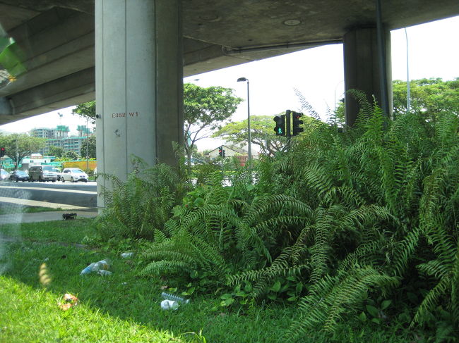 シンガポールでもごみは落ちています。