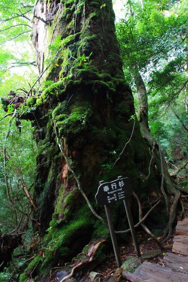 ★屋久島トレッキング（２日目）　白谷雲水峡～もののけ姫の森編～