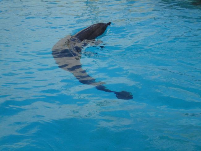 ショーが終わって水族館へ帰ろうとしたら、奥のプールに「フジ」がいるとのこと。<br /><br />フジは病気で尾びれの７５％が無くなってしまったそう。水中では分かりにくいですが、やっぱり尾びれが少し小さい感じ。
