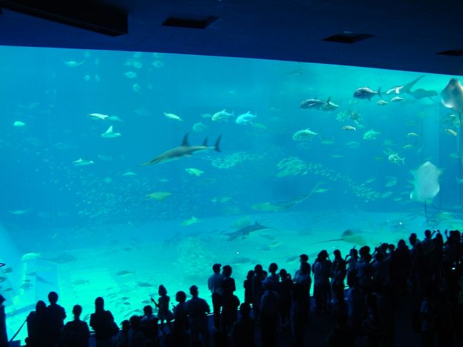 存分にイルカを見学した後は、水族館に戻ります。<br /><br />「黒潮の海」にはたくさんの人が。